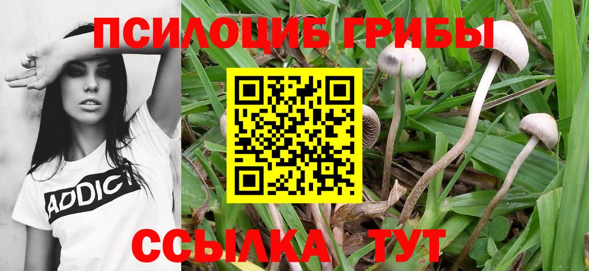 Ефремов  Псилоцибиновые грибы Magic Shrooms  Вход с VPN 